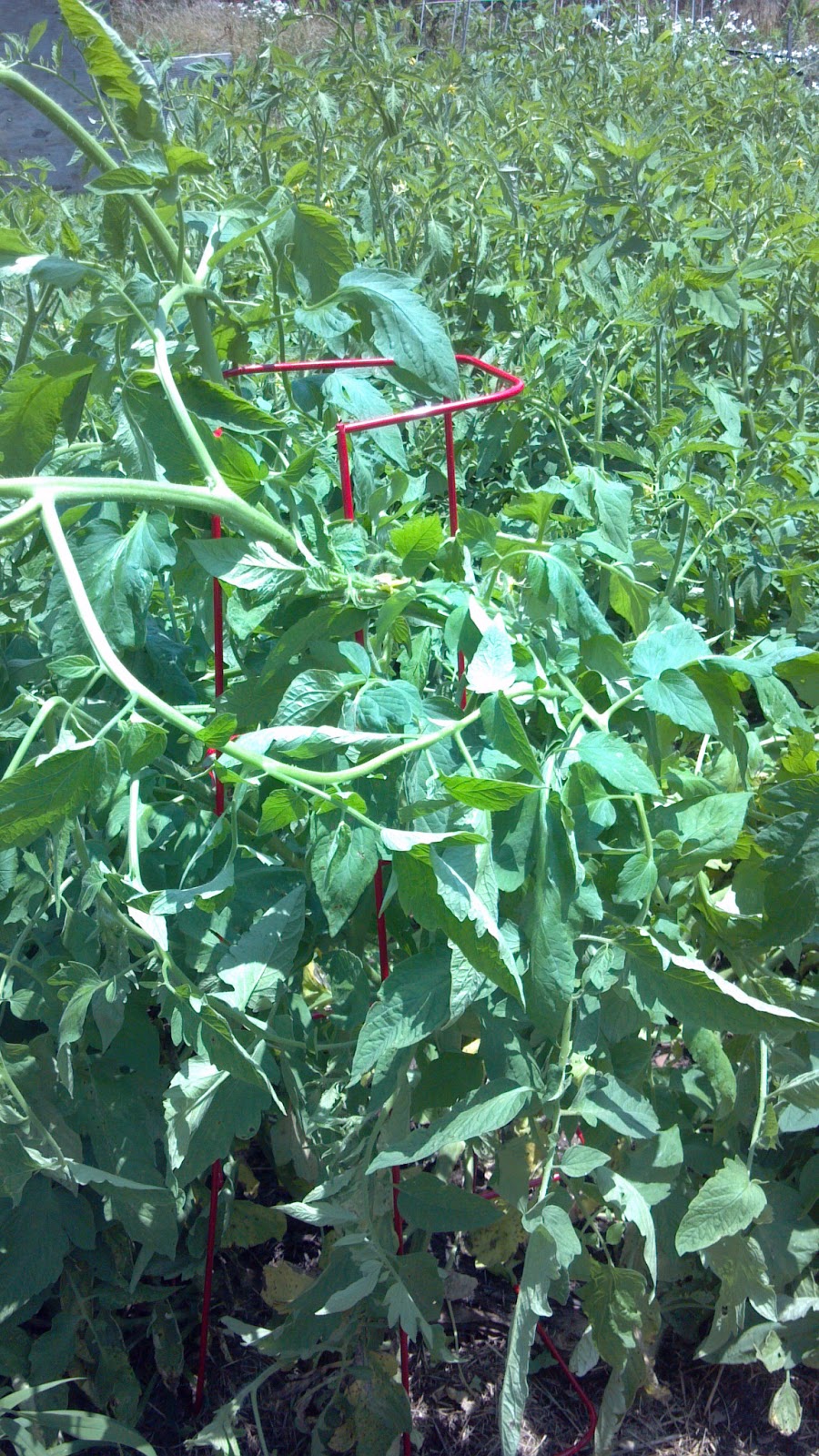 Never Trust a Tomato Day3 Pole Beans?! Please help...