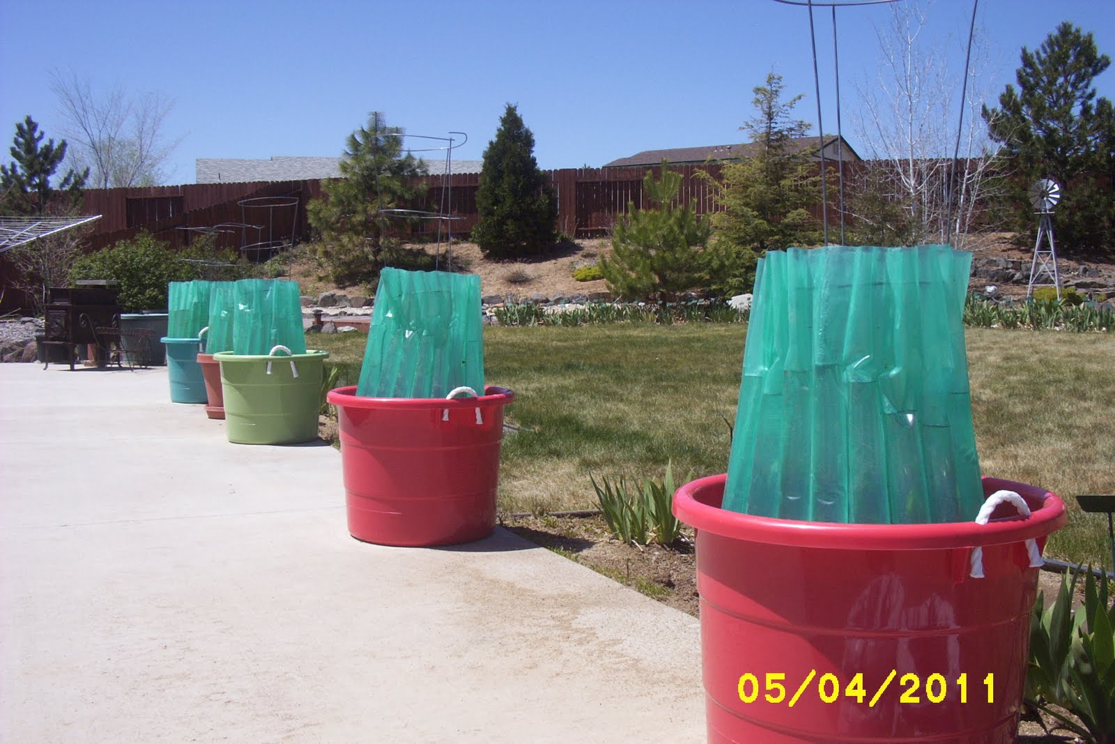 How Does My Garden Grow Planting Tomatoes