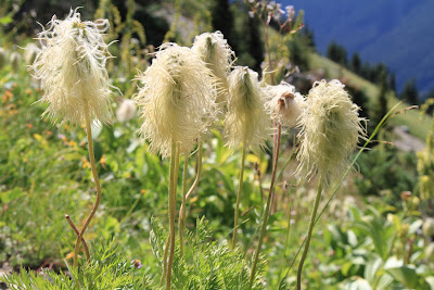 Western Pasque Flowers - Anemone occidentalis