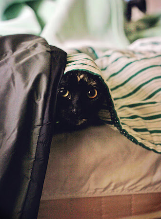gambar kucing bersembunyi