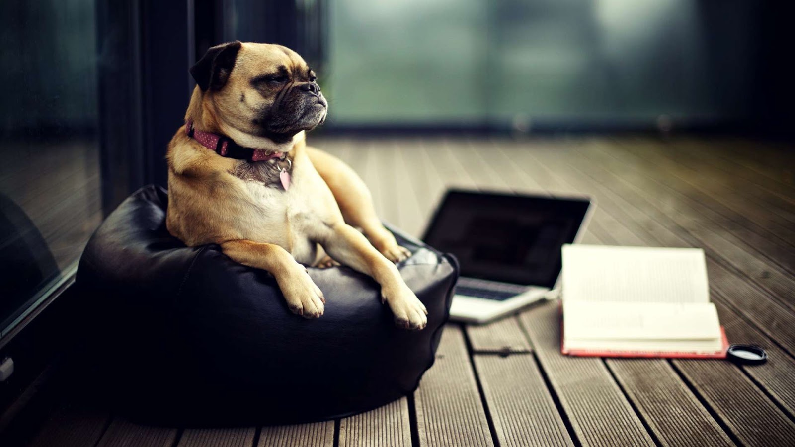 Pictures of Funny Dogs HD Wallpaper 1080p
