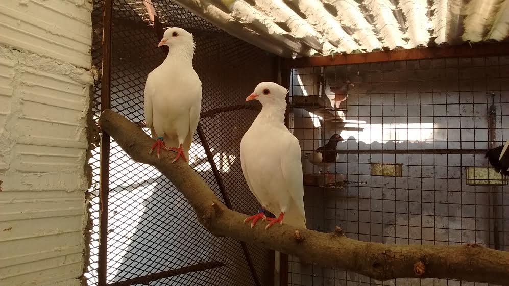 Albino Archangel Pigeons PigeonTalk