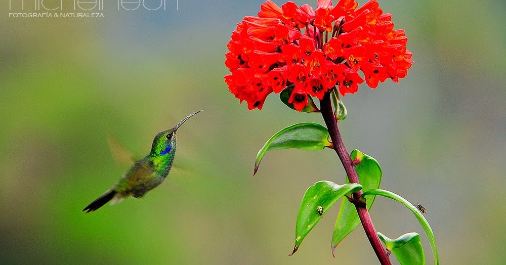 naturalezasencilla Michell León Santuario Nacional Cordillera Colán.
