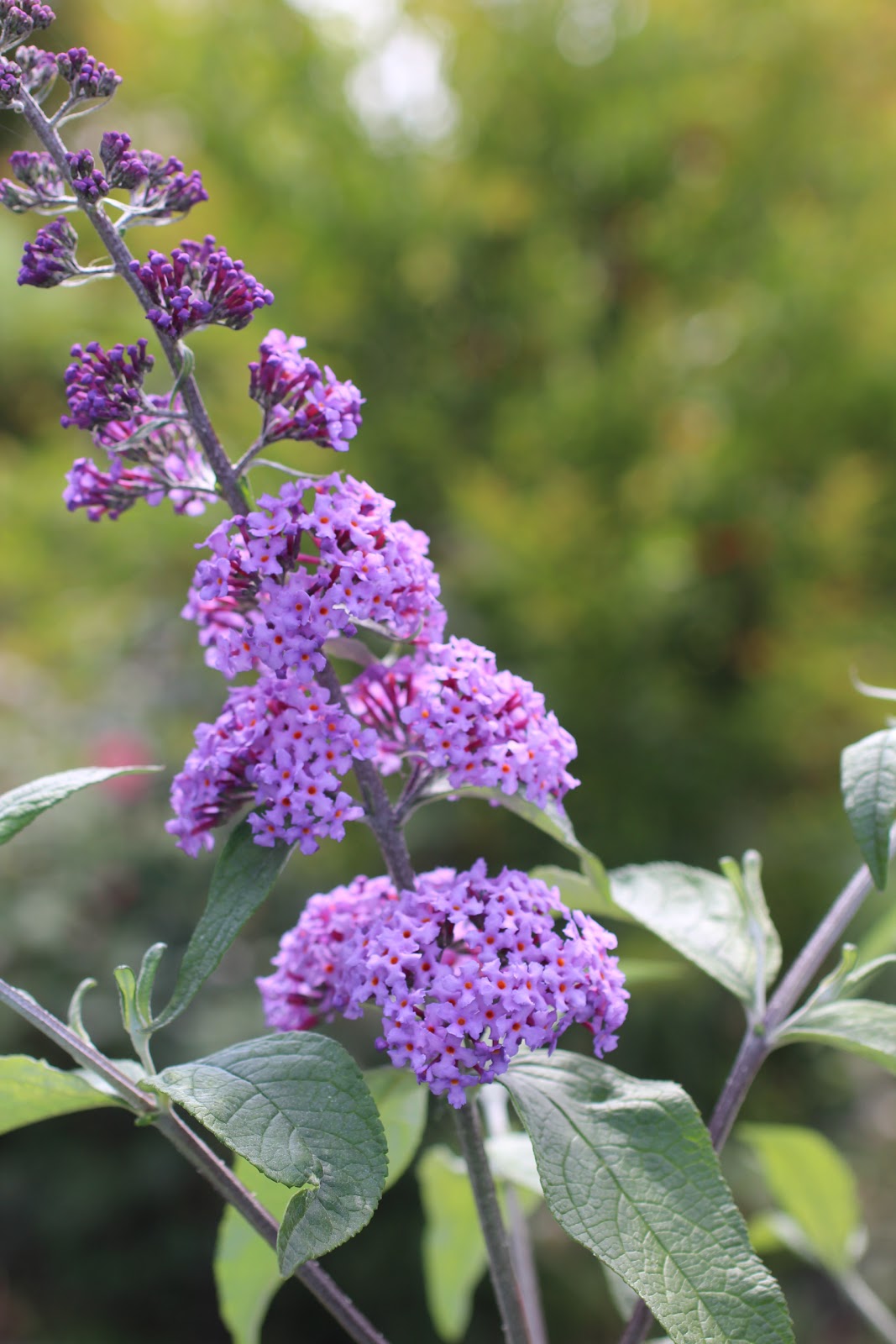 Flore En Valois Lilas Blanc Et Mauve En Terre Isarienne