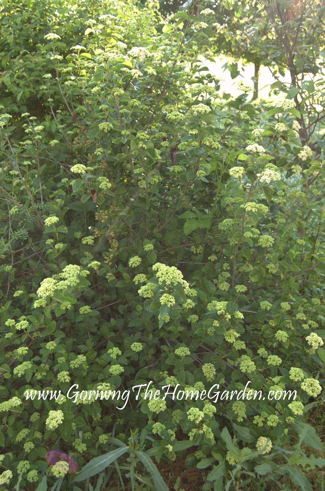 Viburnum dentatum in Bloom! (Arrowood Viburnum) Growing The Home Garden