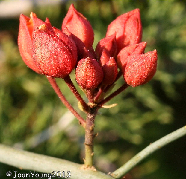 Arizona Beetles Bugs Birds And More 34 Species Of Insects On