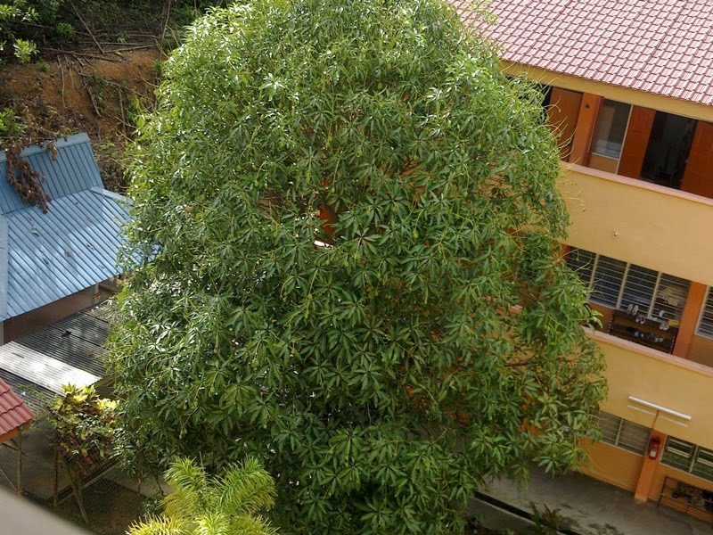 Intai Perempuan Kencing