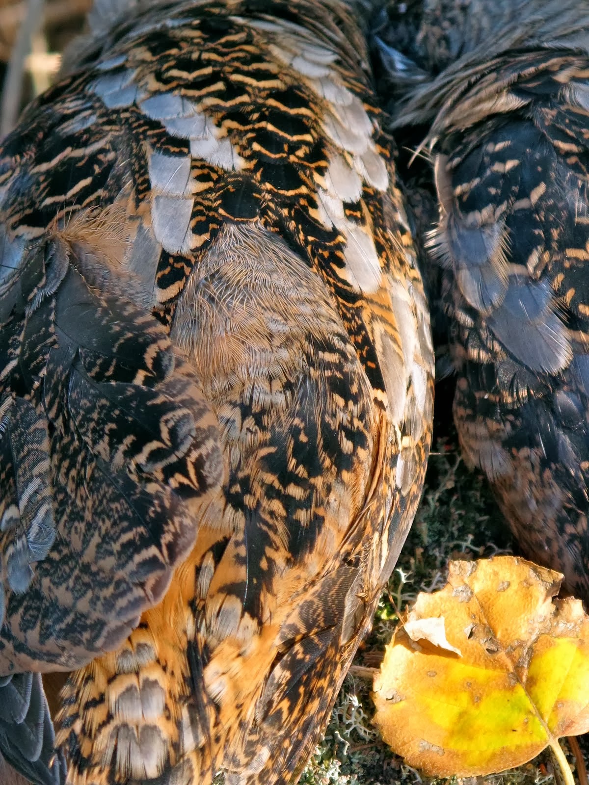 American Woodcock