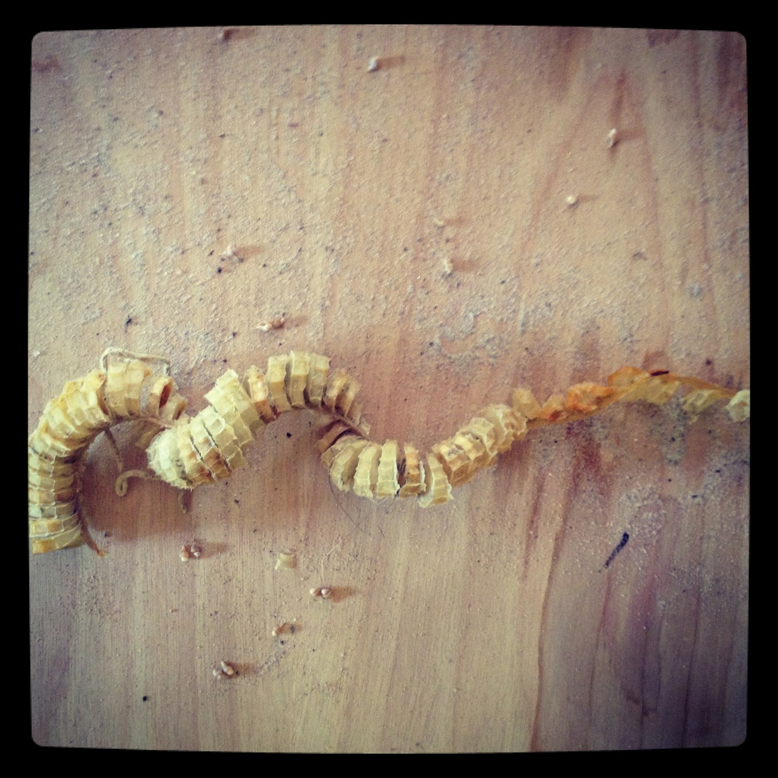The Hunter and The Gatherer Knobbed Whelk (Conch) Egg Case with baby