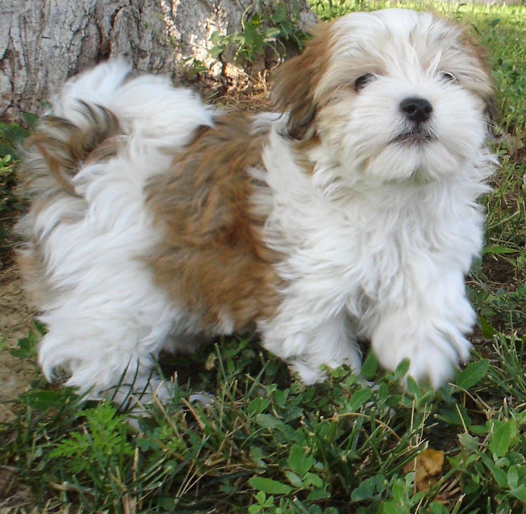 Rules of the Jungle Havanese puppies