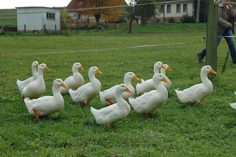 American Pekin Duck Information ~ Pets Planet