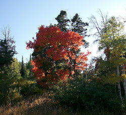 Tree Santaquin Canyon