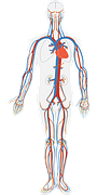 EL CUERPO HUMANO