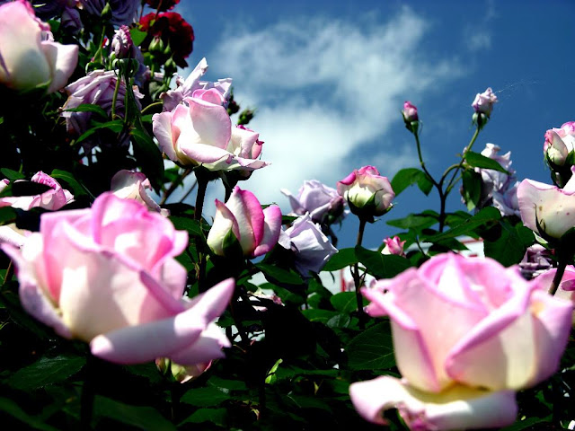 Rose Flower (அழகிய ரோஸ் ) Rose+flower+1+%25286%2529