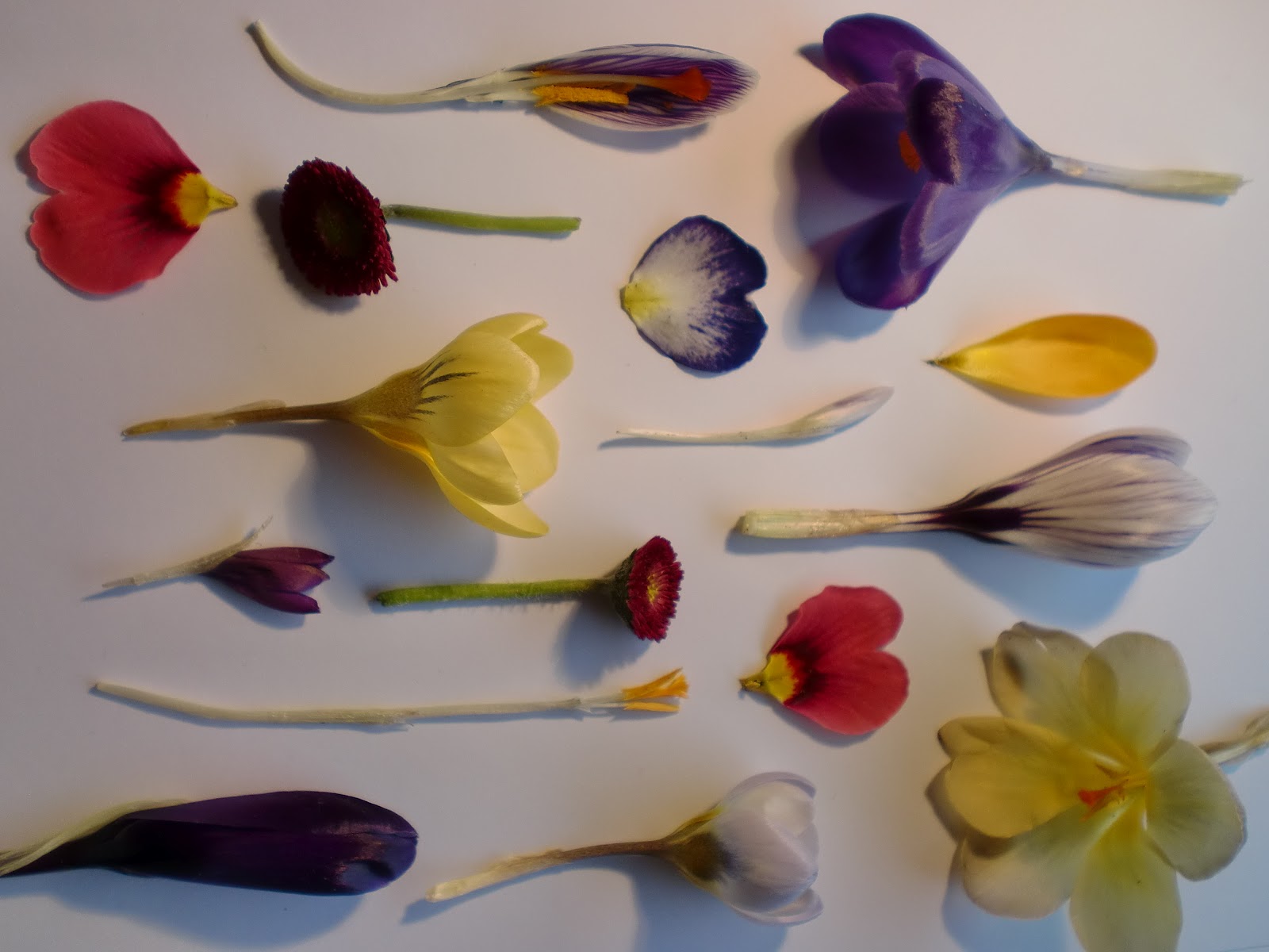 Daisy Waite: Final Major Project