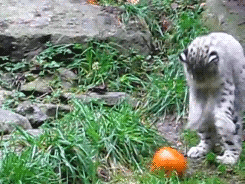 Funny animal gifs - part 86 (10 gifs), snow leopard playing with carved pumpkin