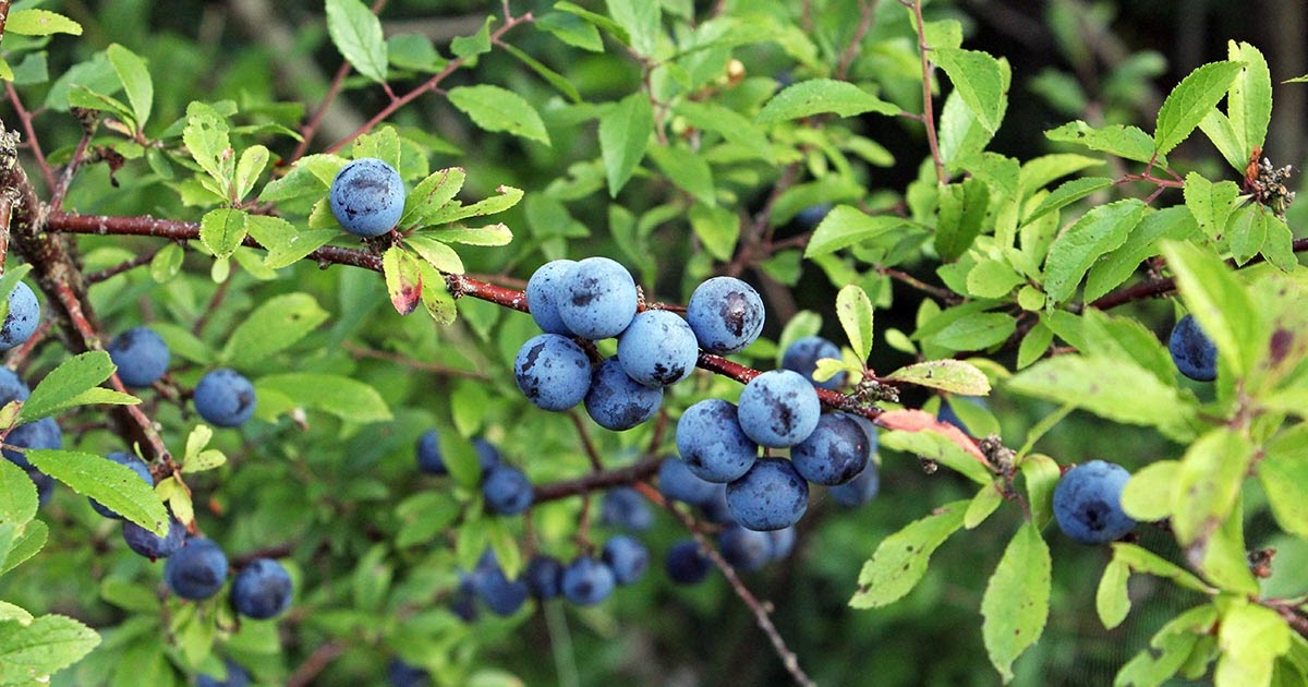 wcs Caution, sloe berries