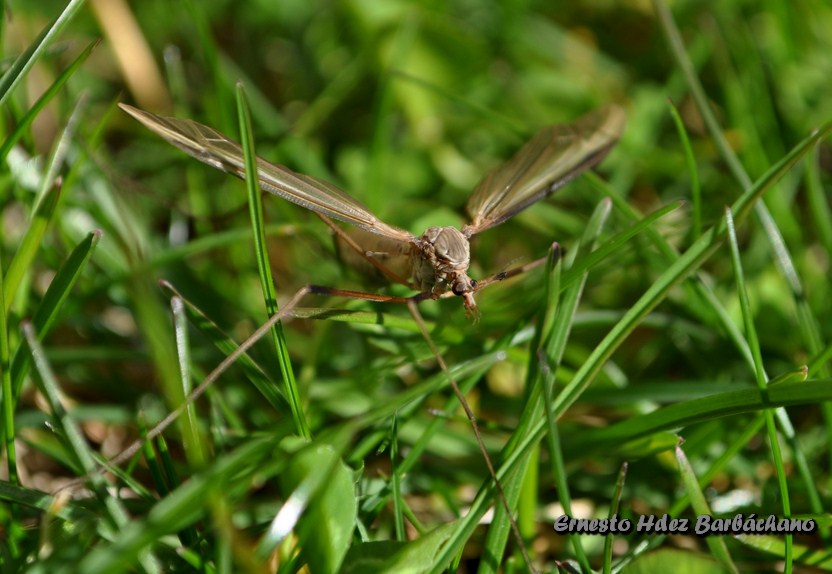 naturaleza diminuta: abril 2012
