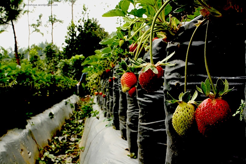 The Alien News : Alien News Holiday:Bandung