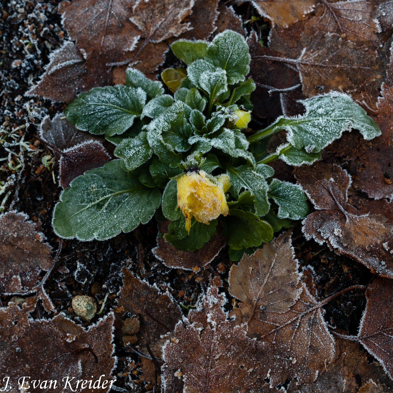 Kreider's Korner Photographs Frosted Leaves, January 3rd