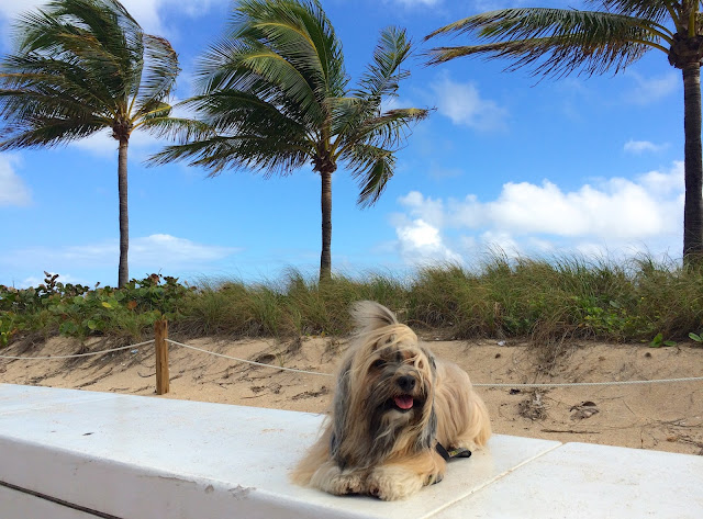 Dog Fort Lauderdale Beach Rocco Havanese