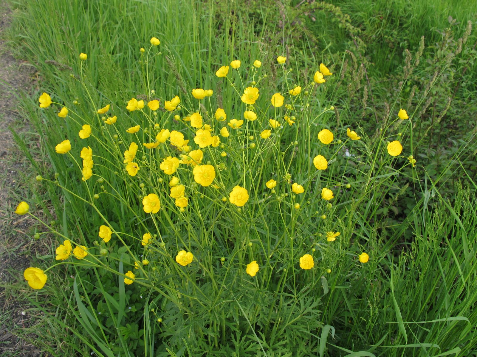 Flora Nel Salento E Anche Altrove Ranunculus Bulbosus L Ranunculaceae Ranuncolo Bulboso