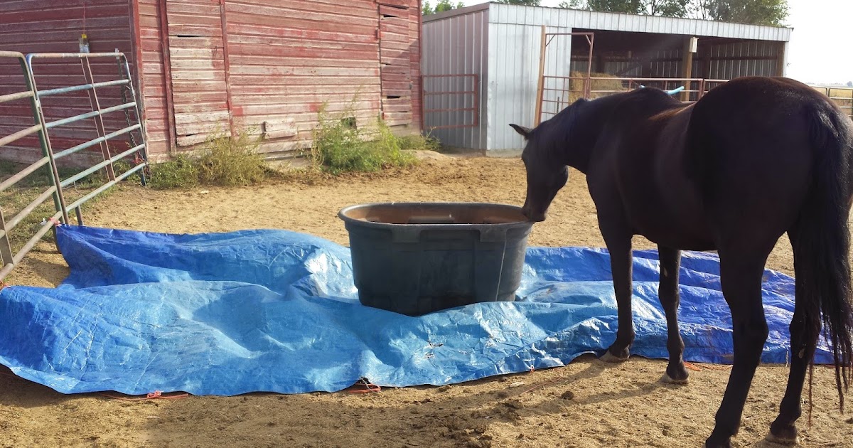 Wilsons' Wild Ones Tarp Training with Copper