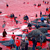 Whaling in the Faroe Islands,Denmark: