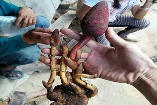 [Image: nam-ngoc-cau-bo-than-trang-duong-tang-cuong-sinh-ly.jpg]