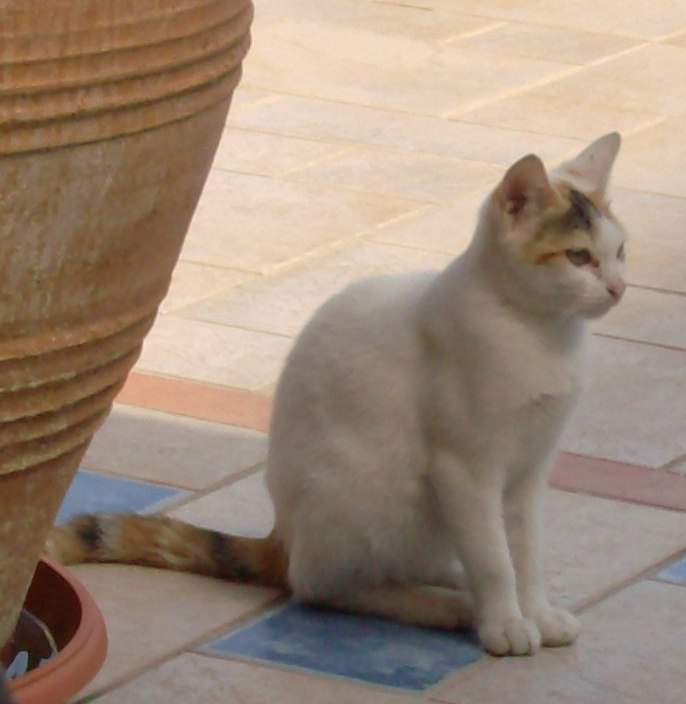 dibianchigirari Cats of Crete