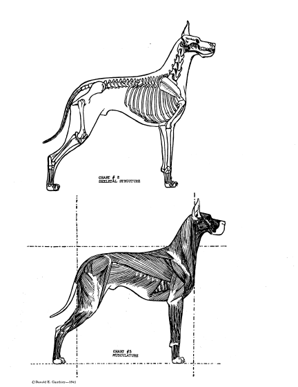 The Great Dane Standard Through the Ages Part II ~1945~