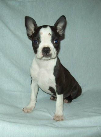 Are Boston terriers born with tails?