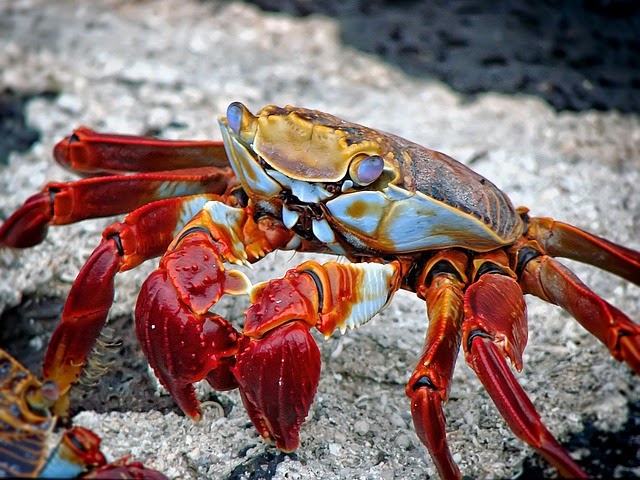 Crab in Equado - My Travel Bucket List