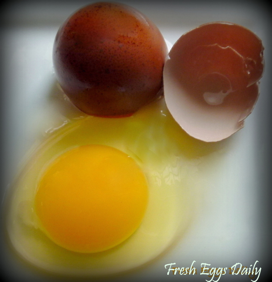 Salmonella and Backyard Chickens Fresh Eggs Daily®