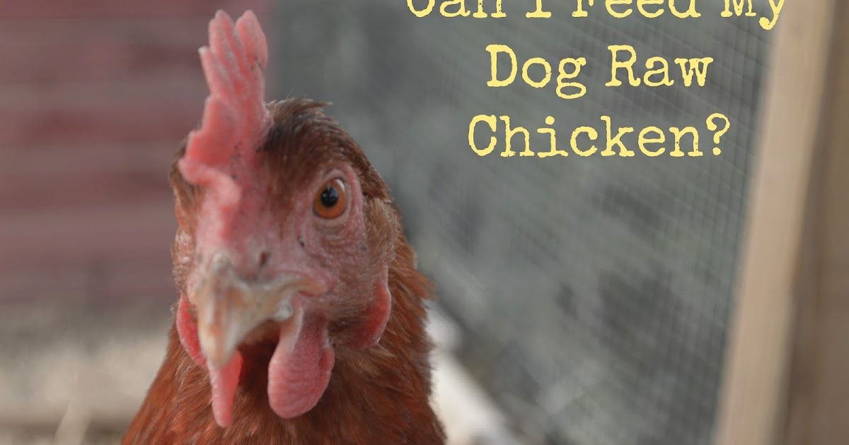 feeding dogs chicken my rotten dogs can i feed my chicken the what s why s and how s of giving feeding dogs chicken my rotten dogs can i feed my chicken the what s why s and how s of giving