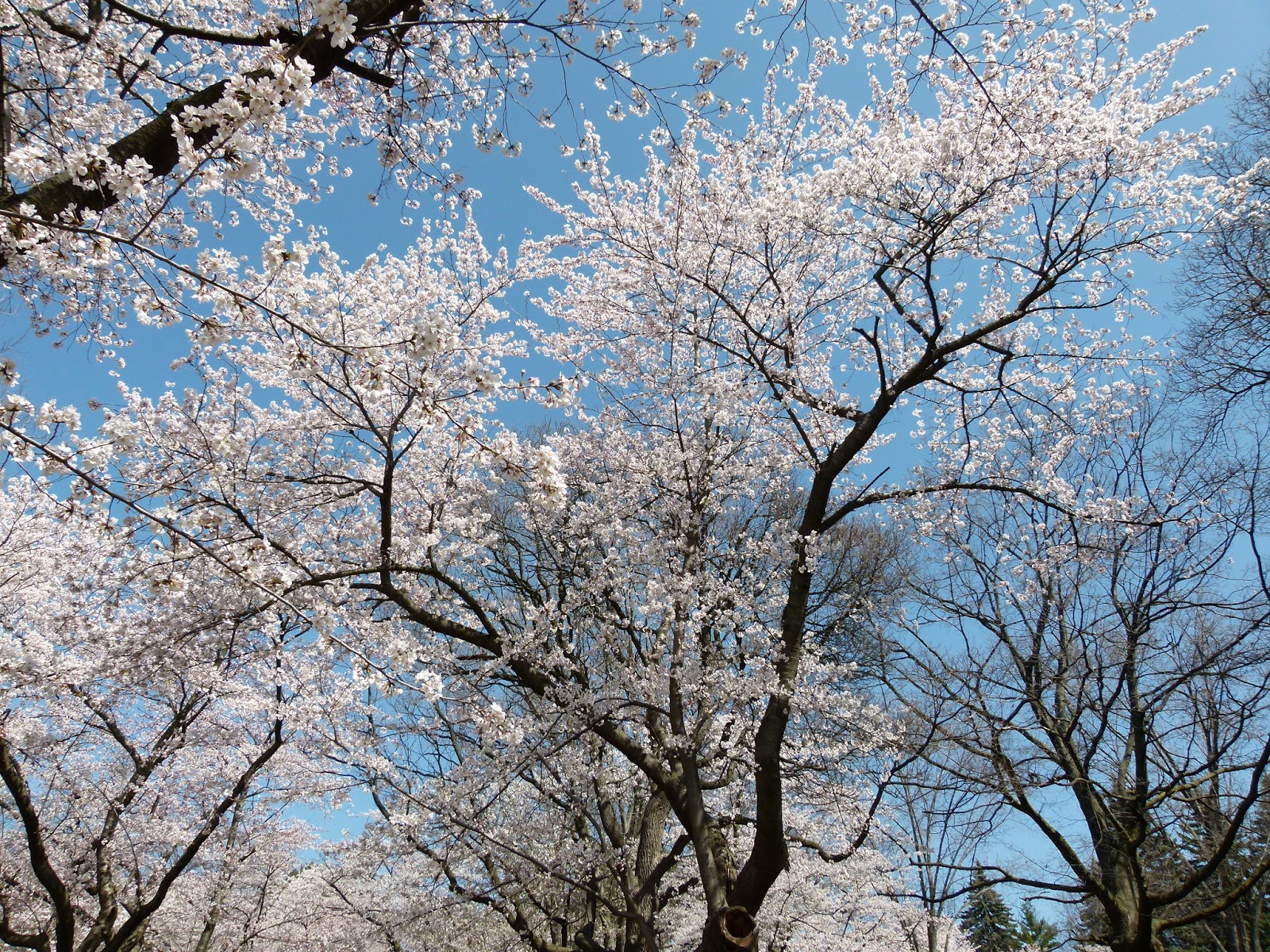 The Nail Artiste Do cherries grow up to cherry blossom trees?