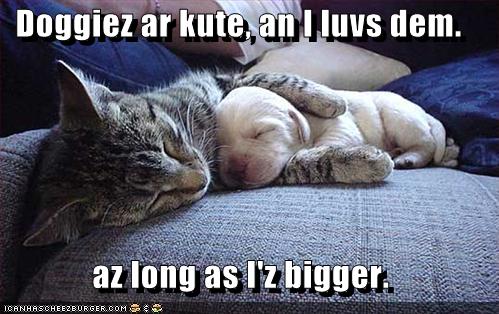 Funny dogs Pictures collection funny dogs pictures. Funny dogs Pictures collection
