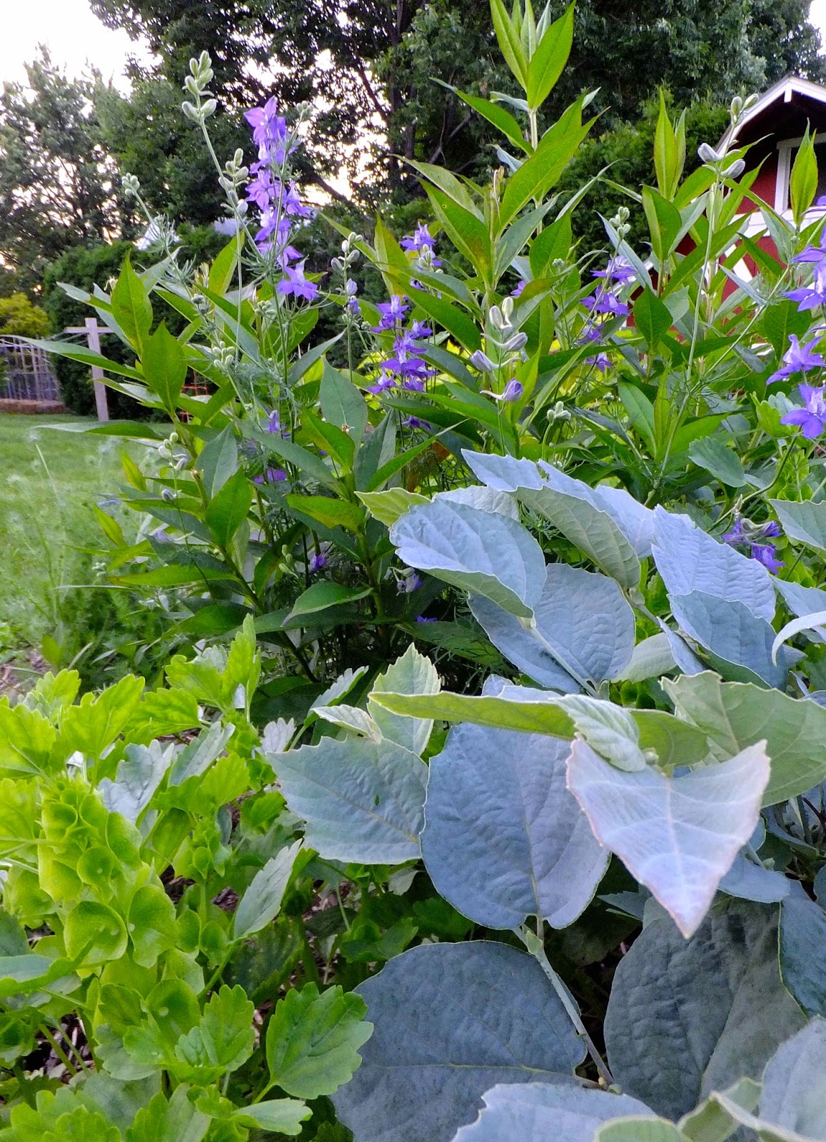 Great Native Shrubs Fothergilla Mt Airy And Blue Shadow