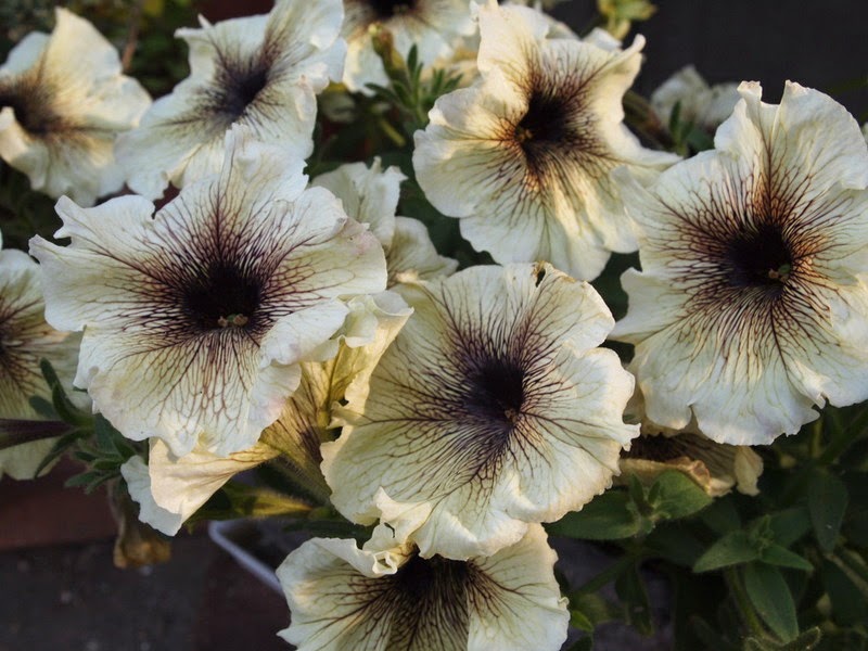 Affiche Yasukuni Mai ペチュニアいろいろ