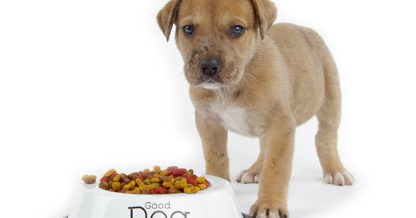 All About Dogs Feeding small dogs feeding small dogs