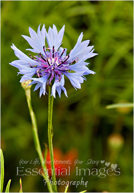 blue cornflower in wild meadow in lymington