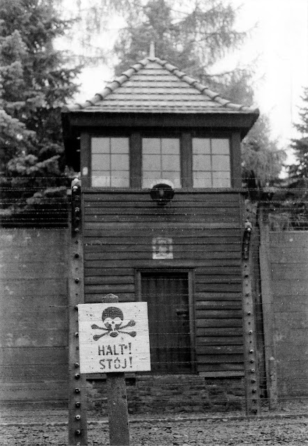 essay on primo levi survival in auschwitz essay on primo levi survival in auschwitz