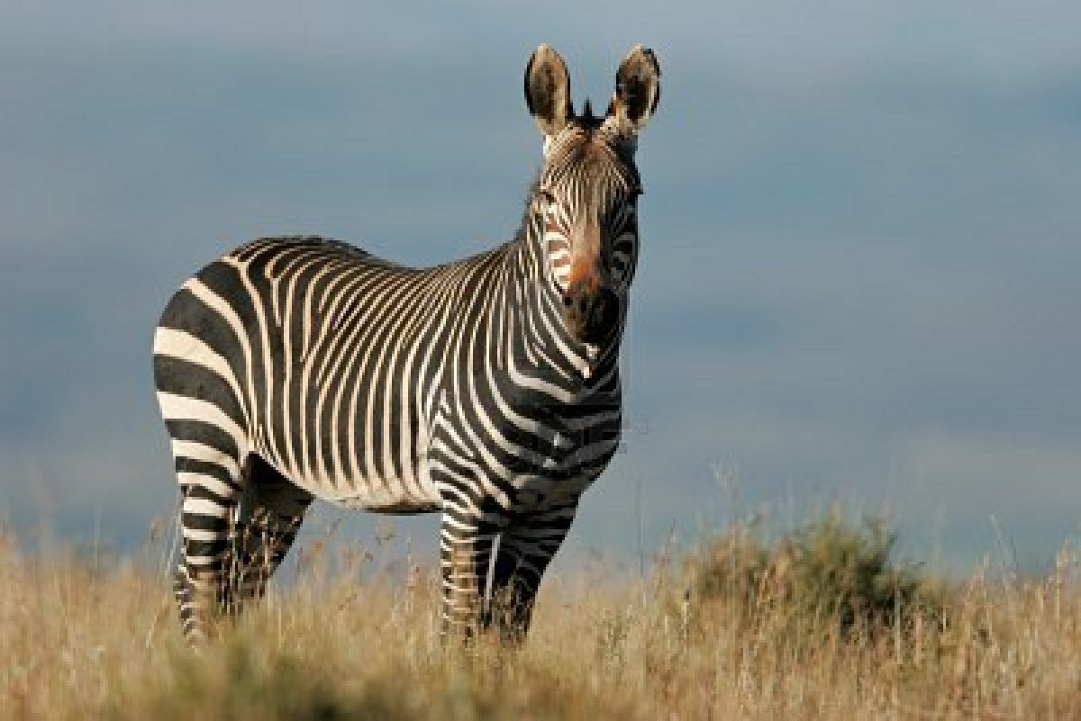 Mountain Zebra The Life of Animals