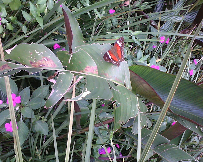 PQ. IBIRAPUERA, CAMPO EXPERIMENTAL, "JARDIM DAS BORBOLETAS"