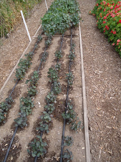 Nasturtiums, Empress of India