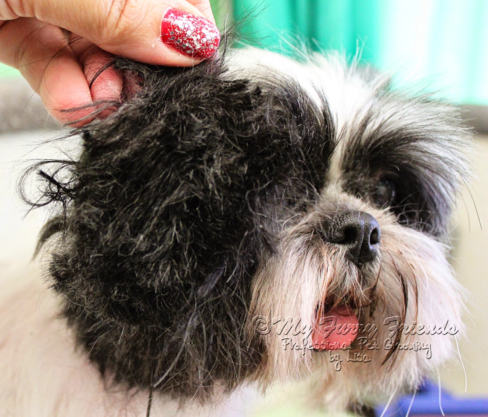 Pet Grooming The Good, The Bad, & The Furry Two Posts....