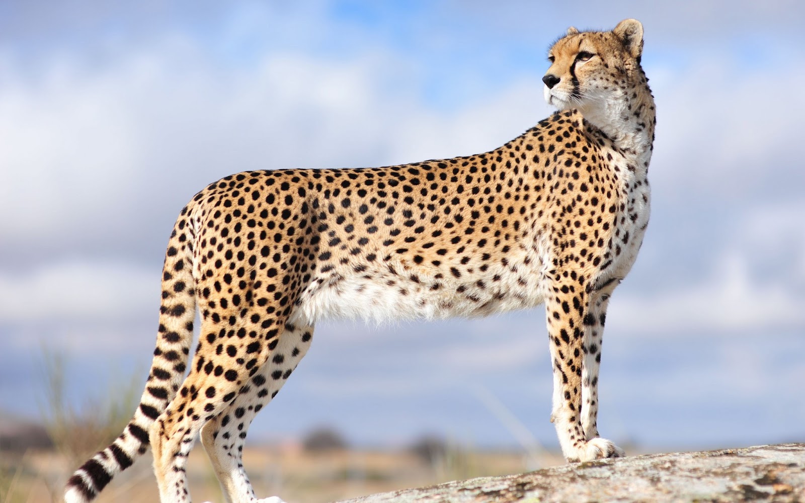 Cheeta salary