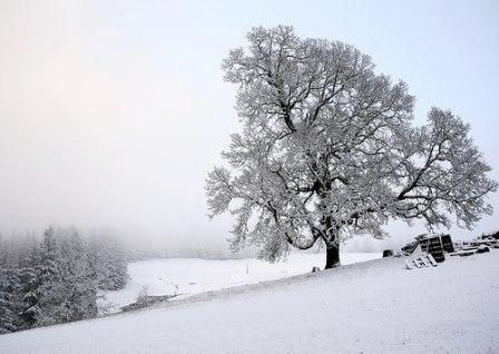 Snow covered tree wallpapers
