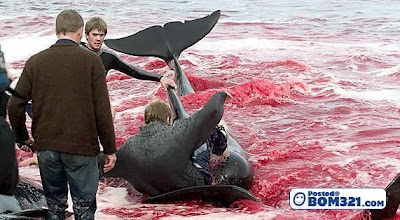 Pembunuh Ikan Dolphin Di Denmark