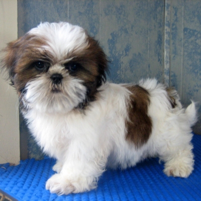 The Temperament of Shih Tzu Breeders | Shih Tzu Dogs The Temperament of Shih Tzu Breeders | Shih Tzu Dogs